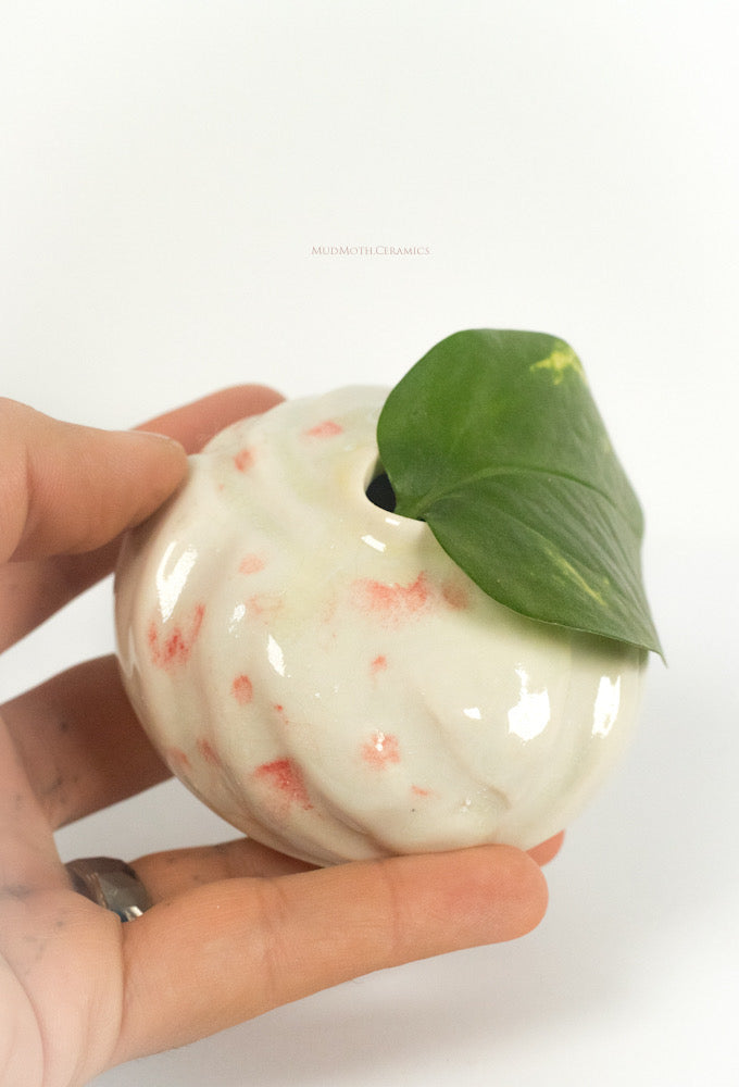 Dumpling in Bloom